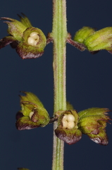Ocimum carnosum