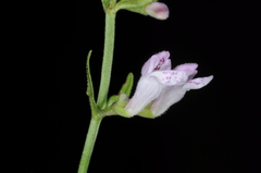 Scutellaria racemosa