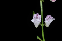 Scutellaria racemosa