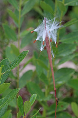 Asclepias pedicellata
