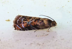 Grapholita prunivora