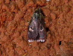 Menesta tortriciformella