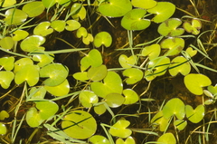 Hydrocleys nymphoides