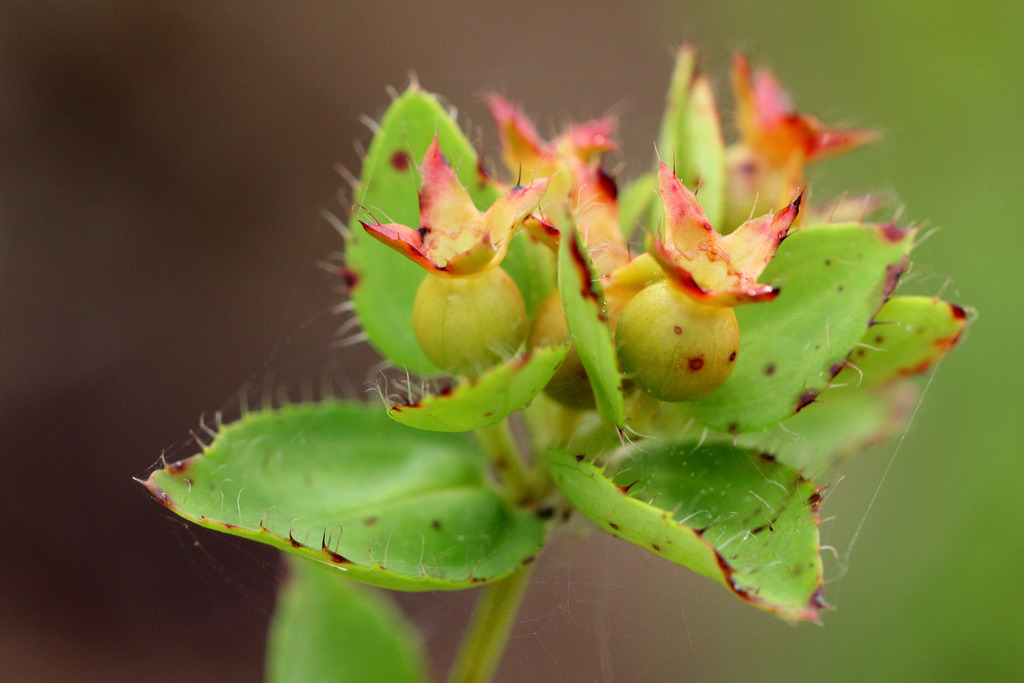 short-stemmed meadowbeauty