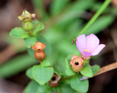 Rhexia nuttallii