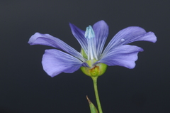 Linaceae