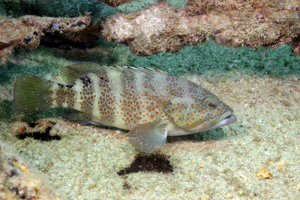 Niger Hind
