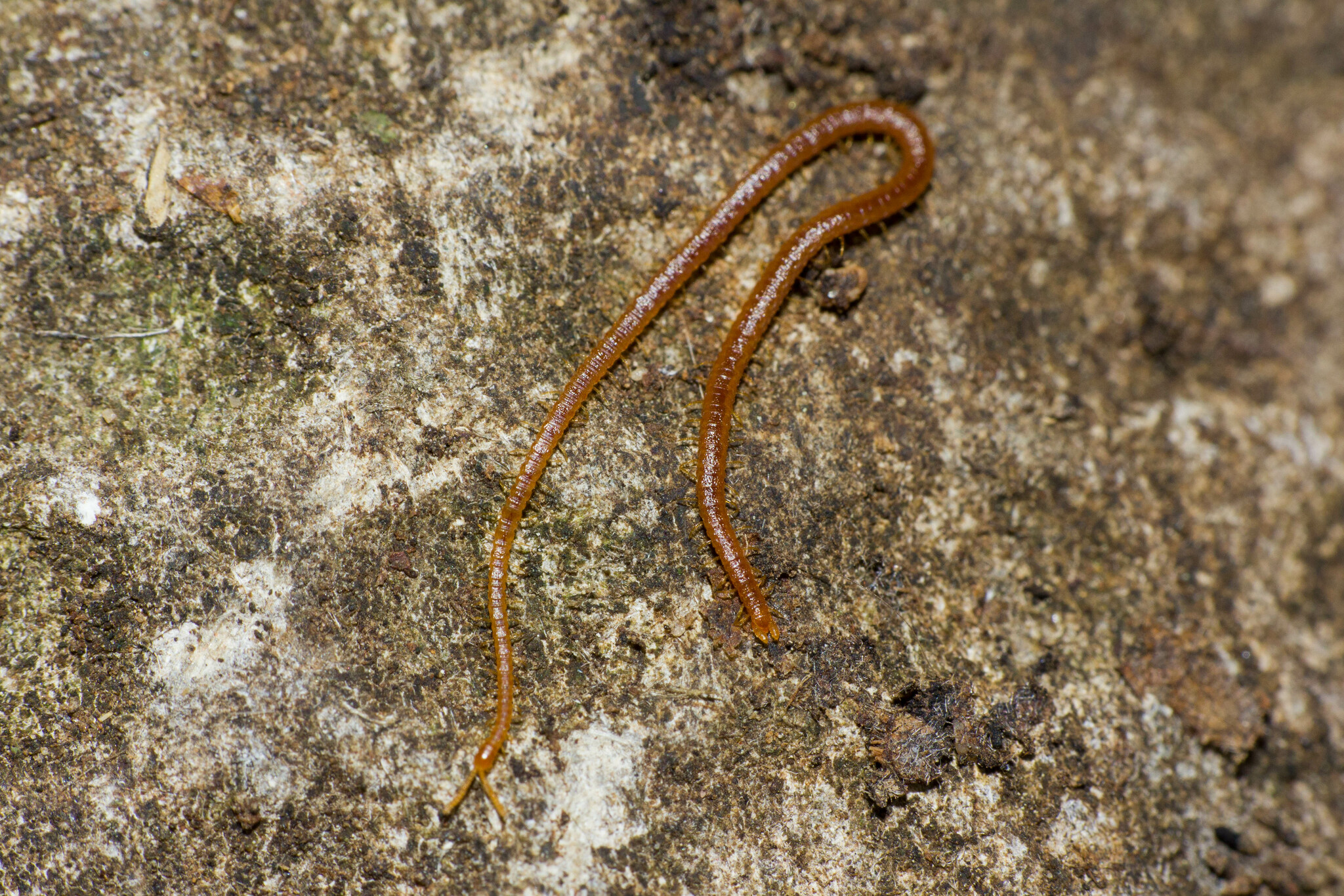 Dignathodon microcephalus Lucas, 1846