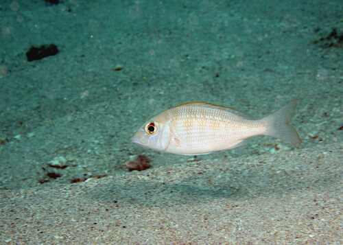 Atlantic emperor (Lethrinus atlanticus) — Lethrinidae — 5