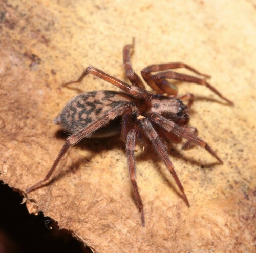 Pied Stone Spider
