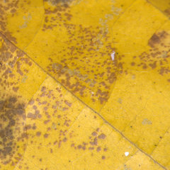 Pucciniaceae