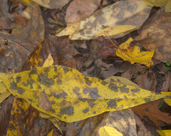 Pucciniaceae