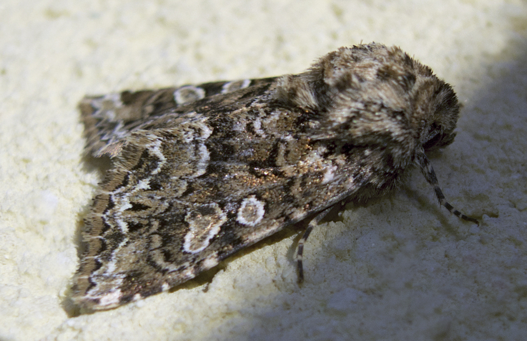 Tawny Shears