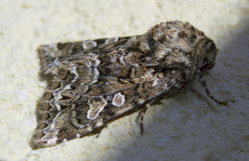Tawny Shears