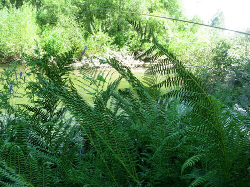 Athyrium sinense iNat (1)