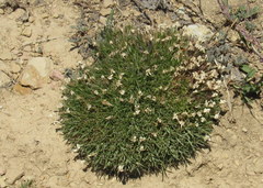 Silene acaulis