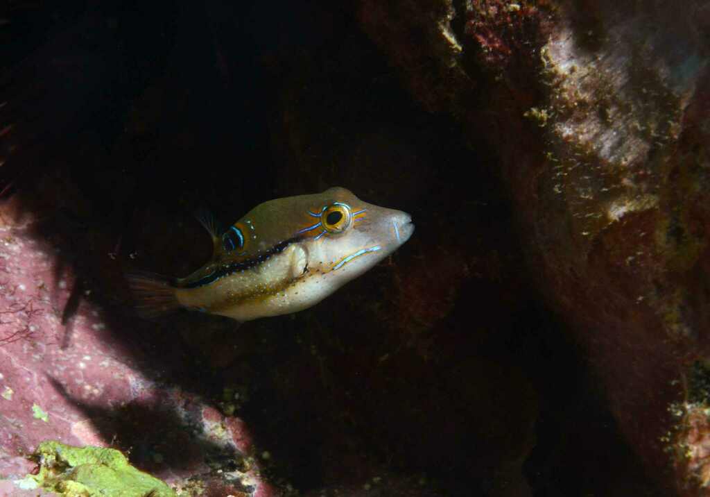 Spotback toby (Canthigaster supramacula) — Tetraodontidae