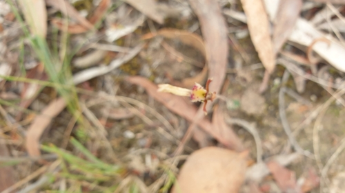 Image of Eriochilus collinus by (c) Rosalie Lawrence, some rights reserved (CC BY)