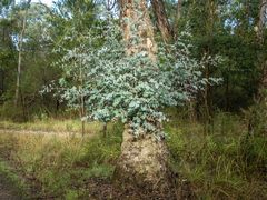 Eucalyptus goniocalyx