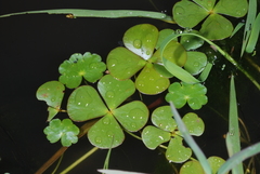 Marsilea ancylopoda