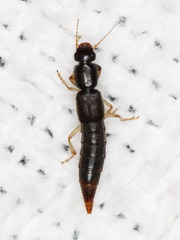 Pinophilus
