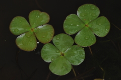 Marsilea ancylopoda