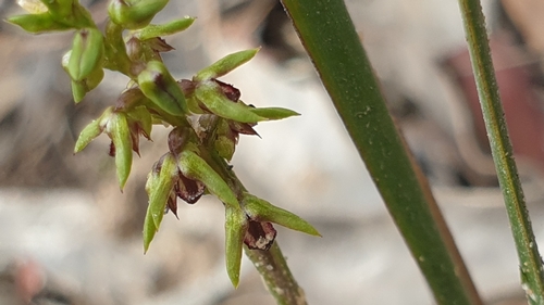 Image of Genoplesium rufum by (c) Rosalie Lawrence, some rights reserved (CC BY)