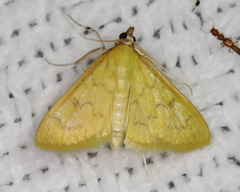 Loxomorpha flavidissimalis