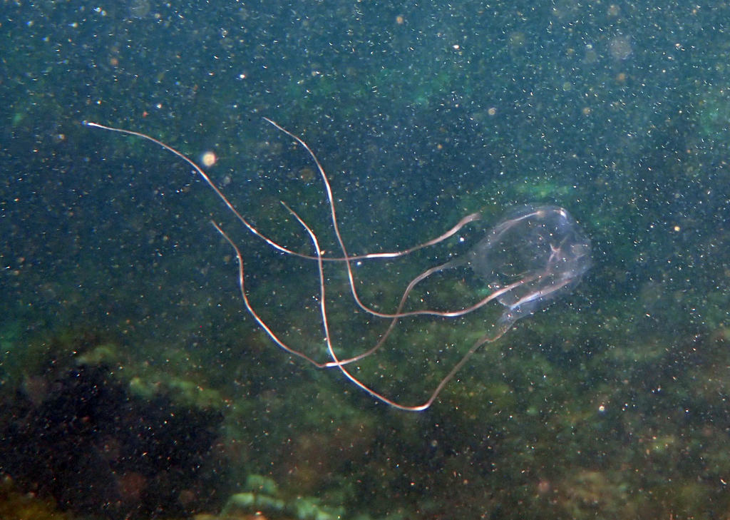 Carybdea brevipedalia