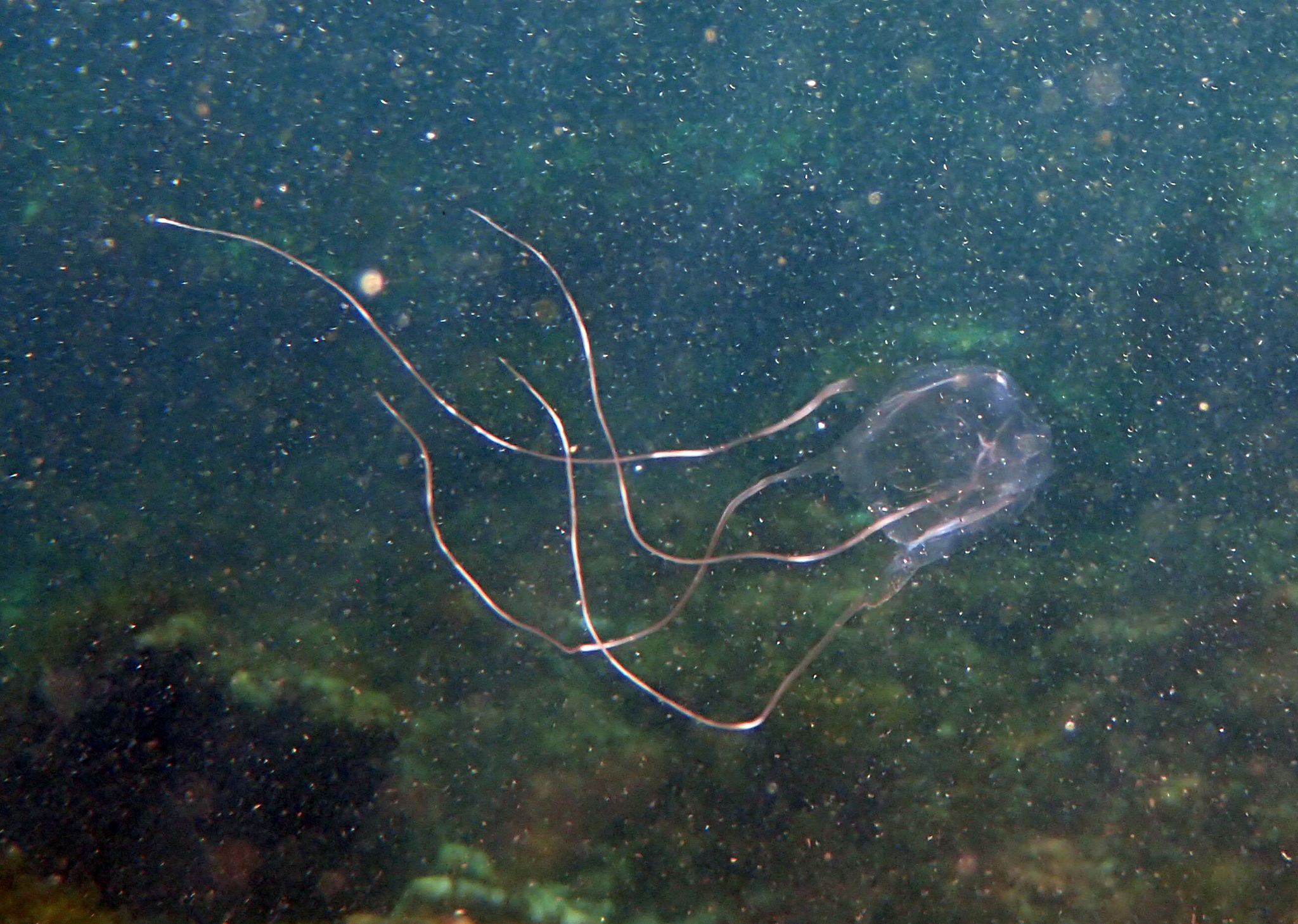 Carybdea brevipedalia Kishinouye, 1891