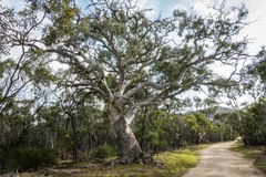 Eucalyptus leucoxylon