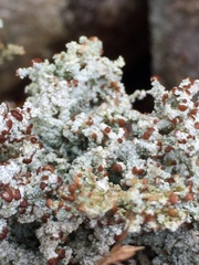 Stereocaulon dactylophyllum