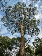 Eucalyptus melliodora
