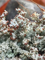 Stereocaulon dactylophyllum