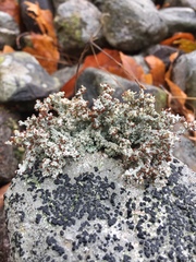 Stereocaulon dactylophyllum