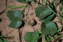 Dorstenia brasiliensis