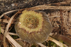 Dorstenia brasiliensis