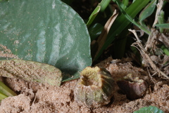 Dorstenia brasiliensis