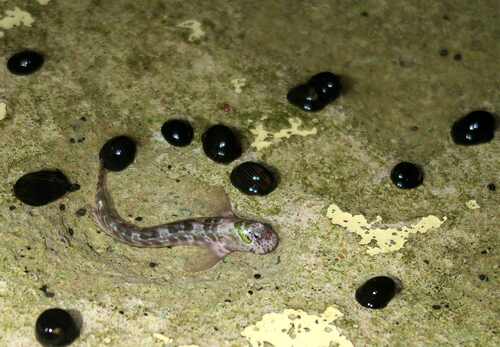 Cadenat's rockskipper (Entomacrodus cadenati) — Blenniidae — 5