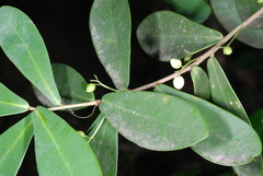 Psidium kennedyanum