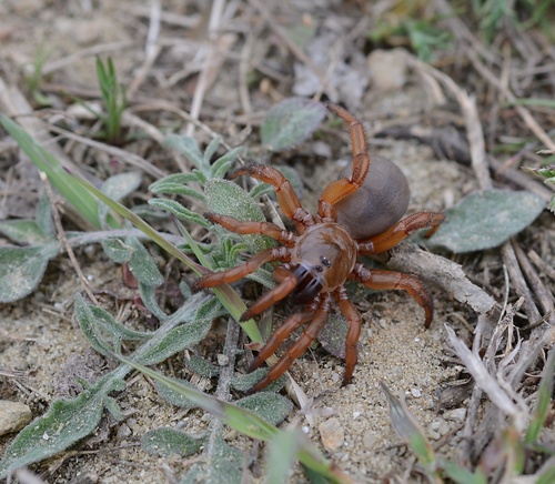 Genus Titanidiops · iNaturalist United Kingdom