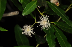 Psidium kennedyanum