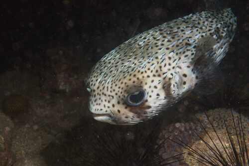Porcupinefish