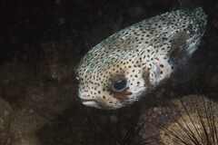 Porcupinefish
