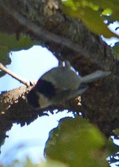 Poecile sclateri