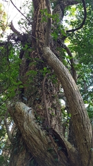 Angiospermae