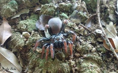 Actinopus