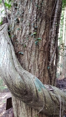 Angiospermae
