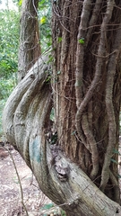 Angiospermae