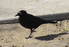 Euphagus cyanocephalus